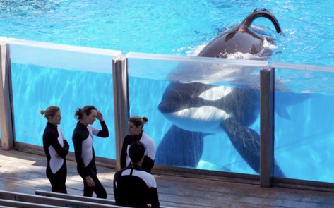 SeaWorld Admits to Spying on PETA for Years
