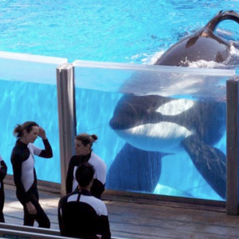 SeaWorld Admits to Spying on PETA for Years