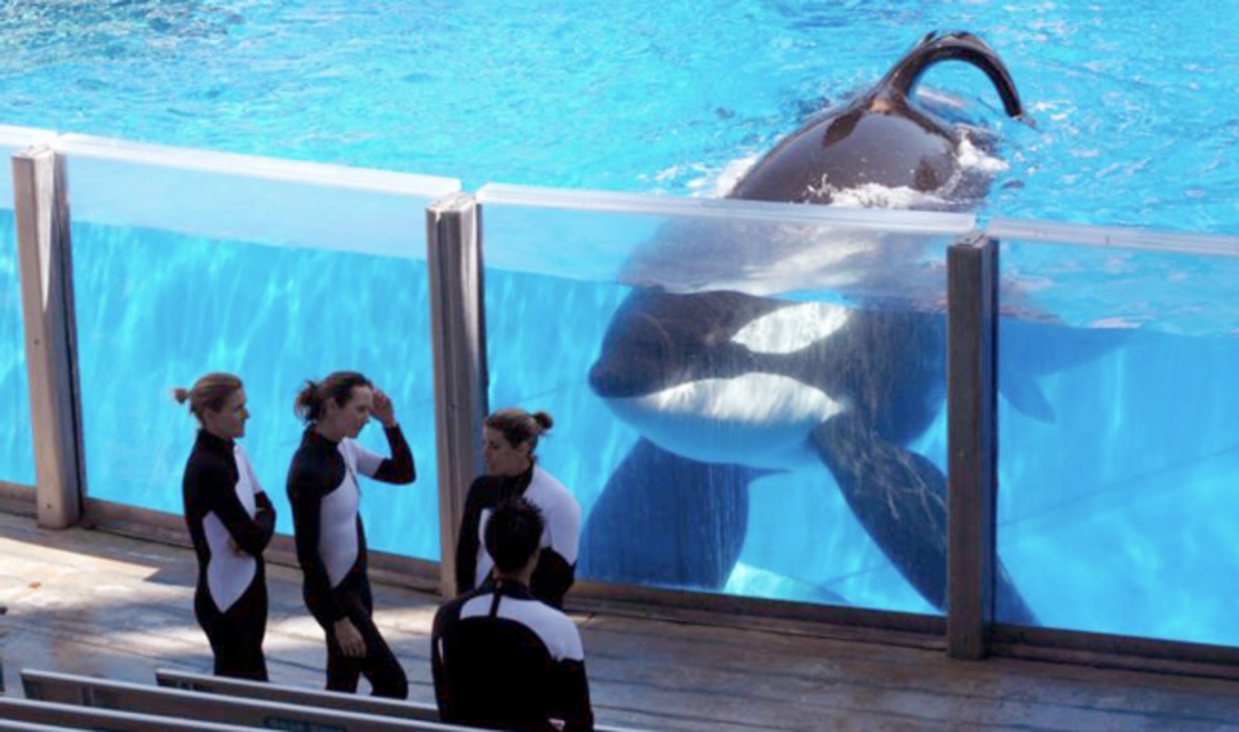 SeaWorld Admits to Spying on PETA for Years