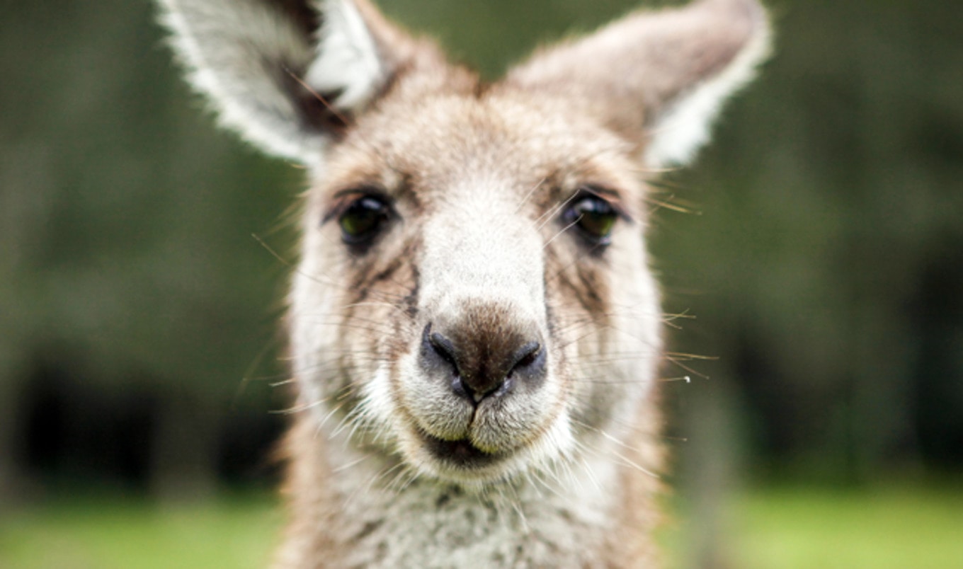 Elderly Activist Faces Charges for Disrupting Kangaroo Cull