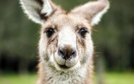 Elderly Activist Faces Charges for Disrupting Kangaroo Cull
