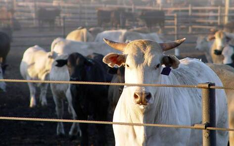 Major Cattle Feedlot Closes After 60 Years