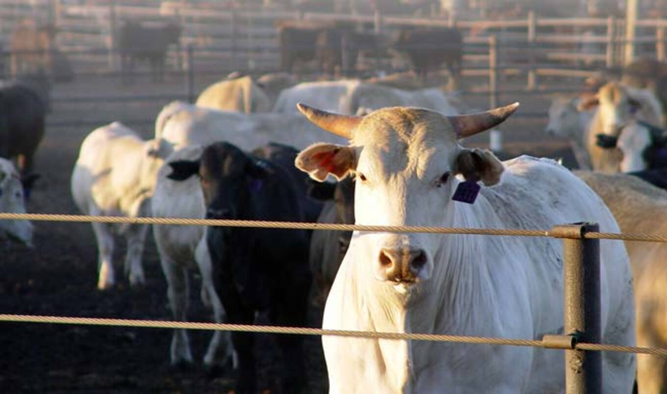 Major Cattle Feedlot Closes After 60 Years