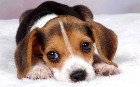 5 Animal Rescues Adopting Vegan Food Policies