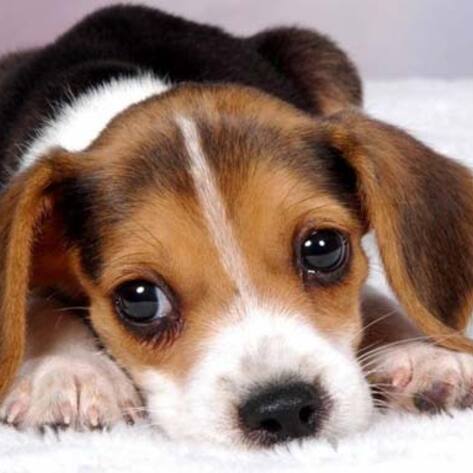 5 Animal Rescues Adopting Vegan Food Policies