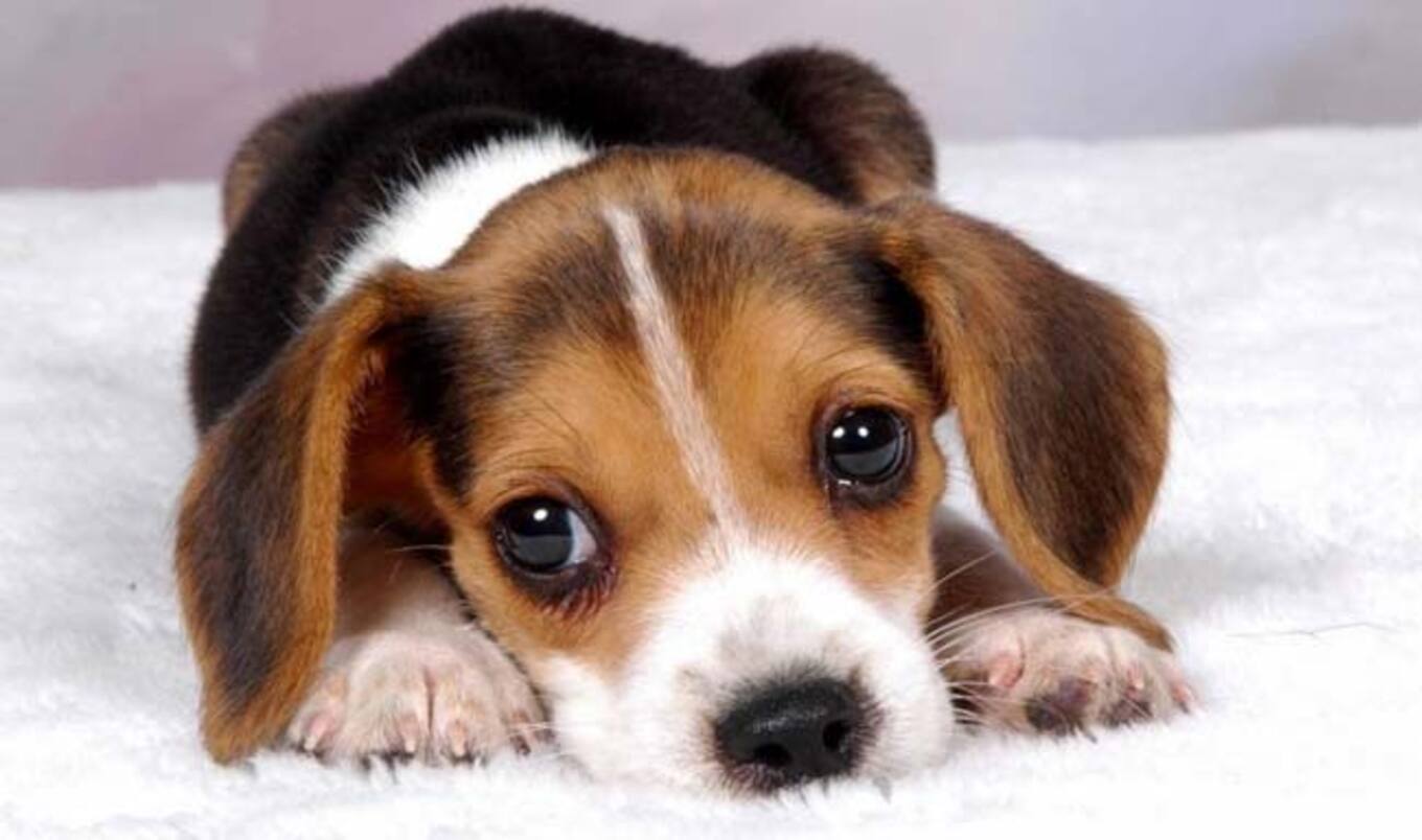 5 Animal Rescues Adopting Vegan Food Policies