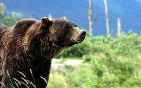 Bulgaria Signs Humane Contract