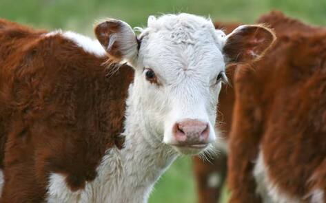 Scotland to Open Its First Vegan Farmed Animal Sanctuary