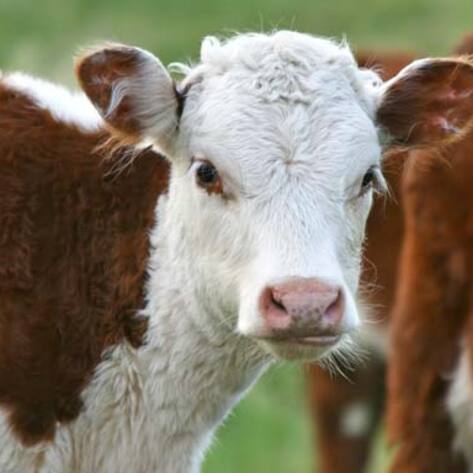 Scotland to Open Its First Vegan Farmed Animal Sanctuary