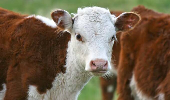 VegNews.Calf