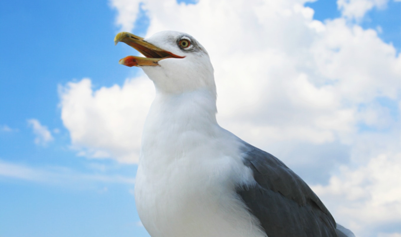 62 Soy-Eating Seagulls Rescued From Tofu Factory
