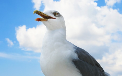 62 Soy-Eating Seagulls Rescued From Tofu Factory