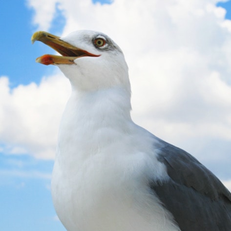 62 Soy-Eating Seagulls Rescued From Tofu Factory
