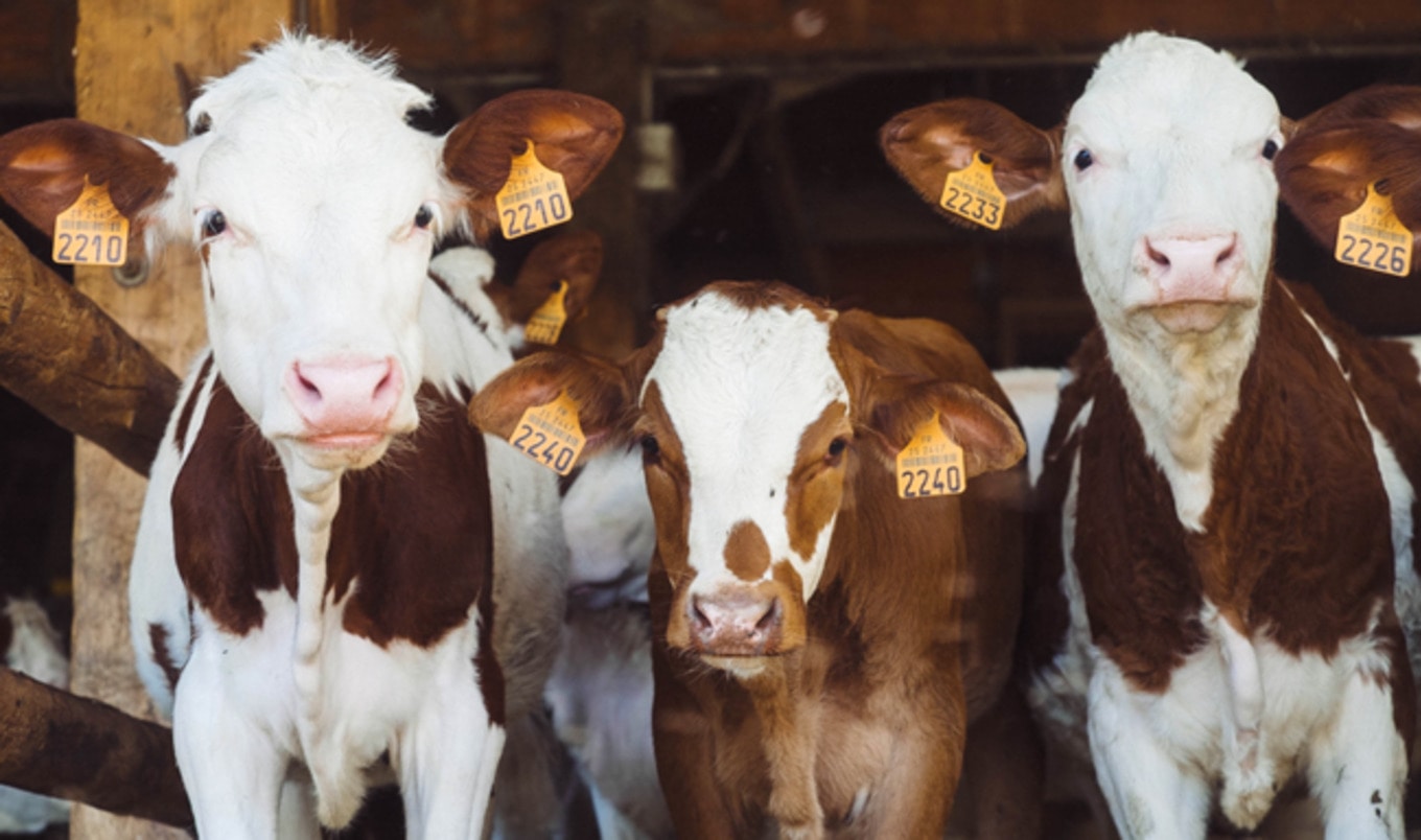 Canadians Found to Distrust Animal Farmers