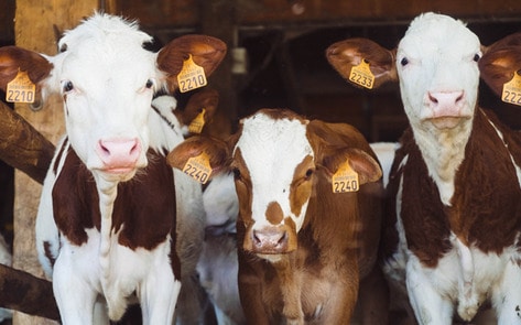 Canadians Found to Distrust Animal Farmers