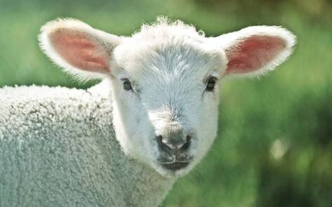 <i>Bustle</i> Brings Awareness to Cruelty of Wool