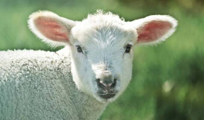 VegNews.Lamb