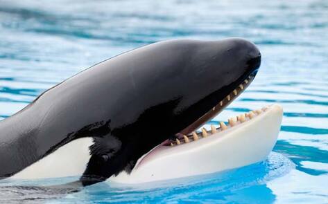 SeaWorld Stock Hits Rock Bottom