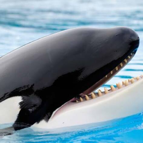 Outrage Sparked as Video Depicts Captive "Suicidal" Orca