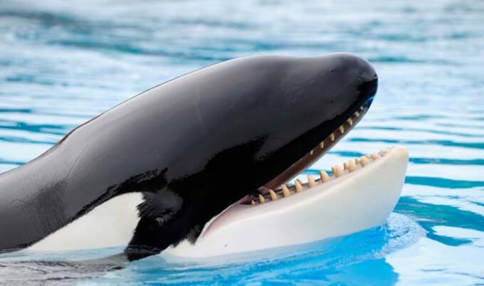 VegNews.Orca