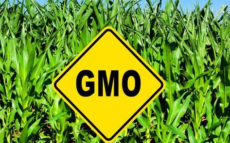 GMO "DARK Act" Bill Rejected by Senate