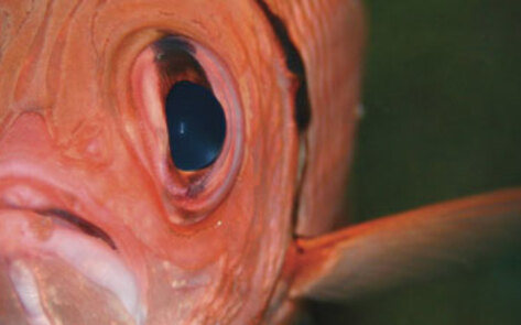 Chinese Fish Farmers Use Bird Manure for Feed