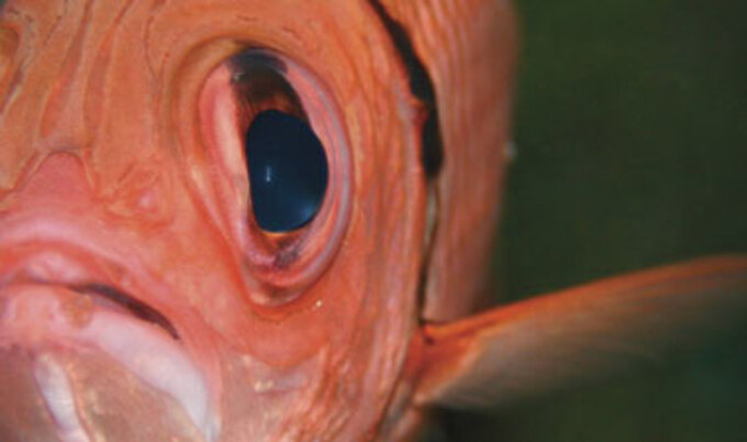 fish-VND
