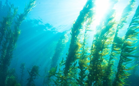 <i>Men's Fitness</i> Highlights Vegan Sea-Based Protein Sources