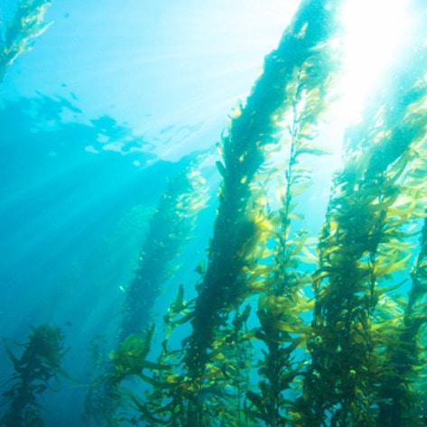 <i>Men's Fitness</i> Highlights Vegan Sea-Based Protein Sources