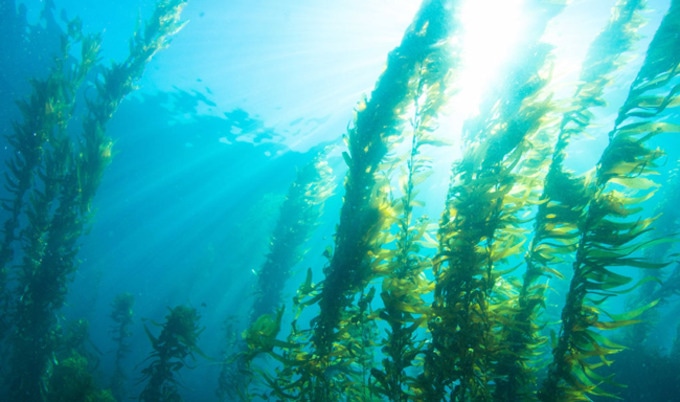 VegNews.KelpForest
