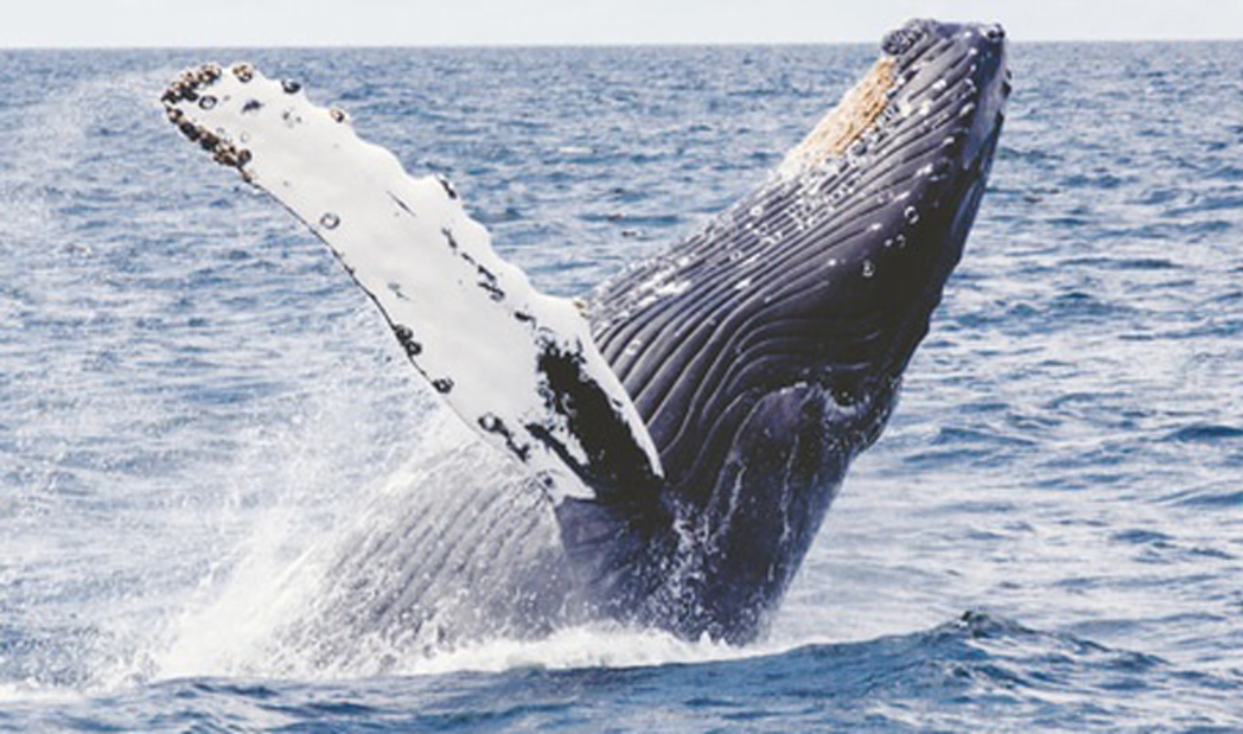 Court Protects Whales in Navy Sonar Ruling