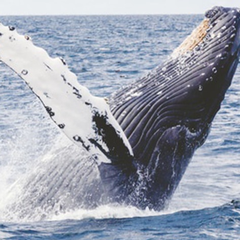 Court Protects Whales in Navy Sonar Ruling