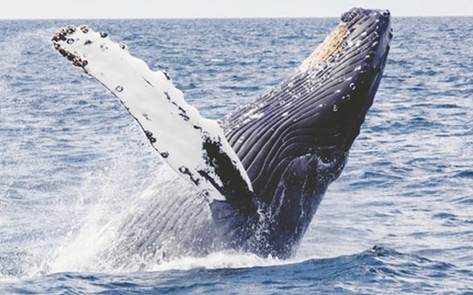 Court Protects Whales in Navy Sonar Ruling