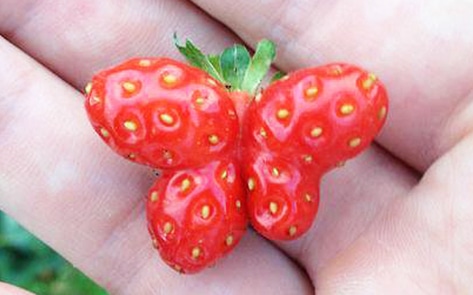 Walmart Pilots "Ugly" Produce Program