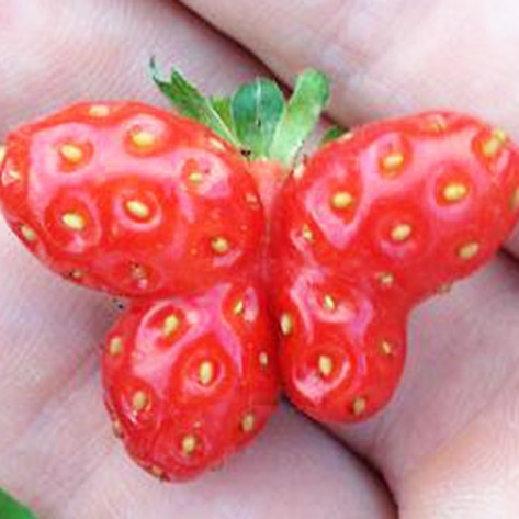 Walmart Pilots "Ugly" Produce Program