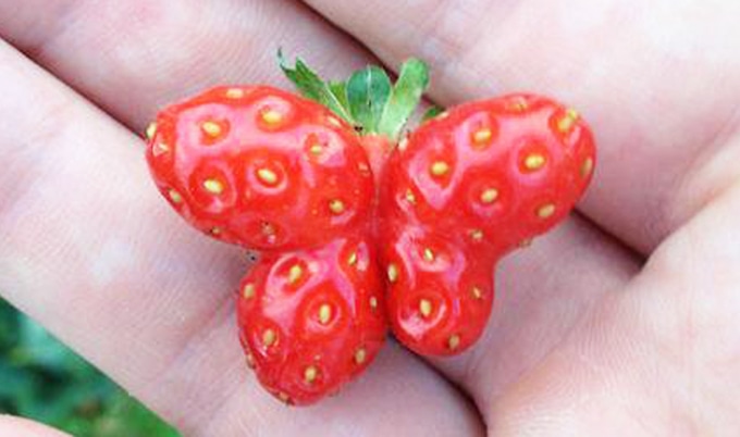VegNews.UglyProduceStrawberryButterfly