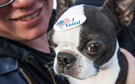 Animals on the Ballot in Four States This Election