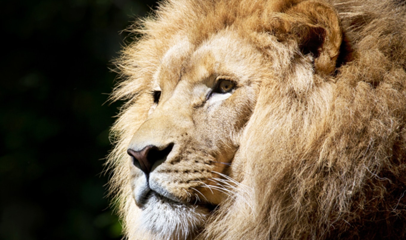 Dublin Bans Wild Animal Circuses