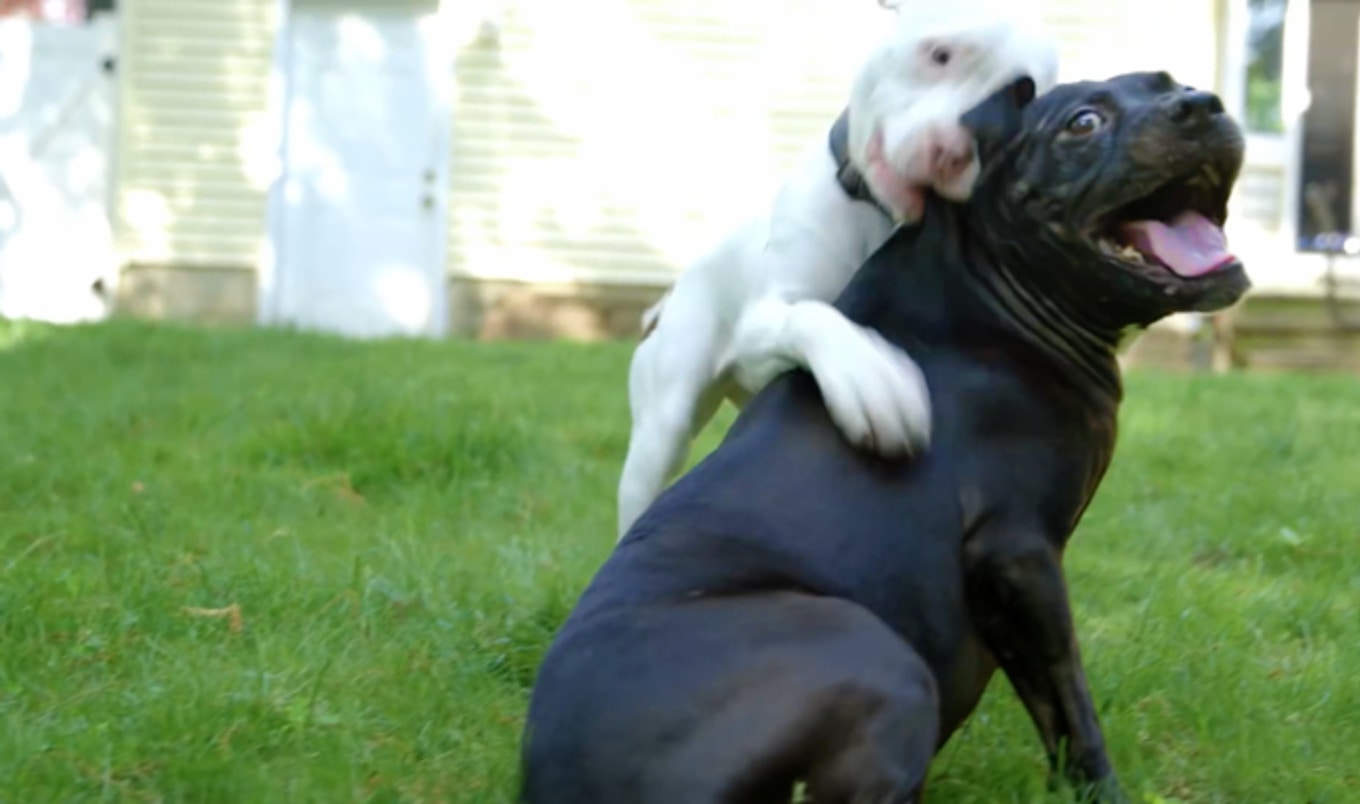 Three-Legged Michael Vick Pit Bull Rescue Now a Kitten Cuddler