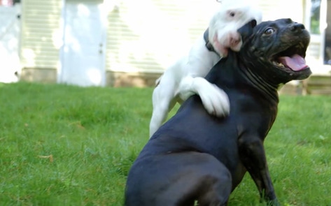 Three-Legged Michael Vick Pit Bull Rescue Now a Kitten Cuddler