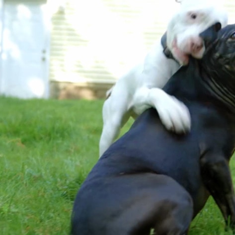 Three-Legged Michael Vick Pit Bull Rescue Now a Kitten Cuddler