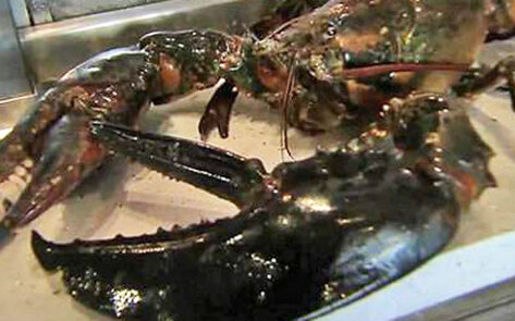 Lobster Rescued from Restaurant Dies En Route to Aquarium