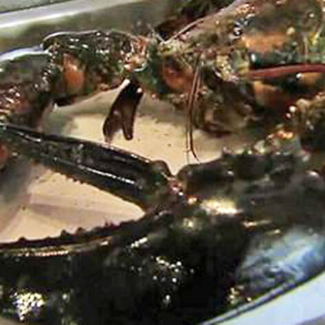 Lobster Rescued from Restaurant Dies En Route to Aquarium
