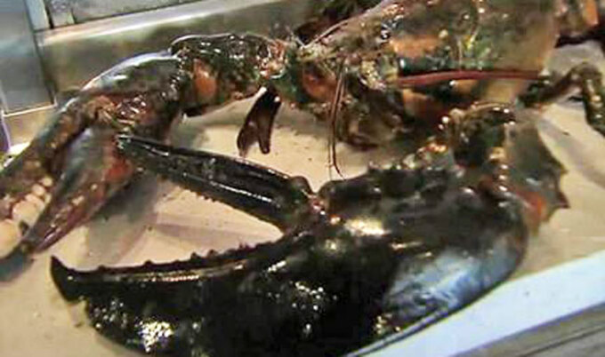 LarryTheLobster