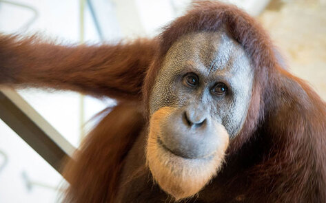 The First Orangutan Found to Emulate Human Speech