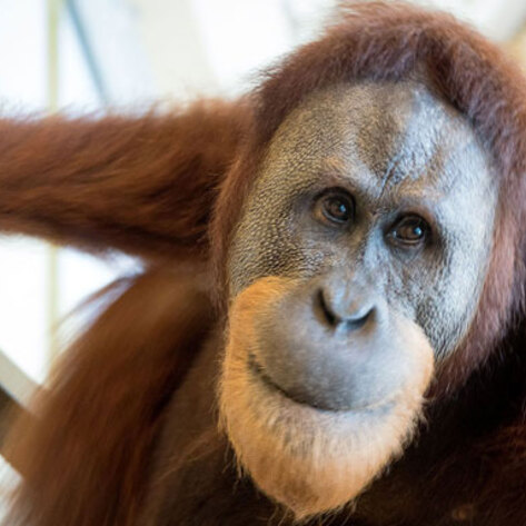 The First Orangutan Found to Emulate Human Speech
