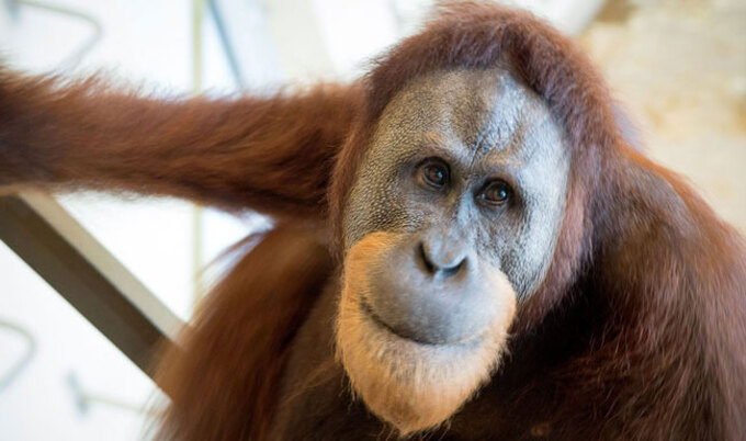 VegNews.Orangutan