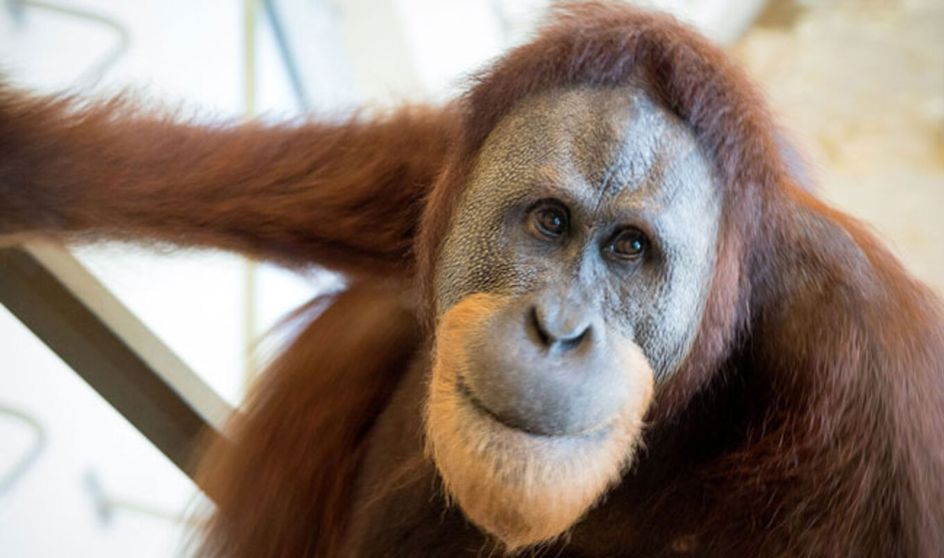 The First Orangutan Found to Emulate Human Speech