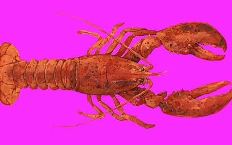 132-Year-Old Lobster Set Free by Long Island Clam Bar