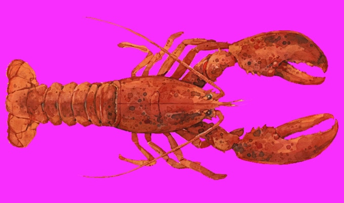 VegNews.LobsterWatercolor